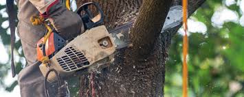 Best Tree Removal  in Sylvania, GA