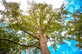 Best Root Management and Removal  in Sylvania, GA