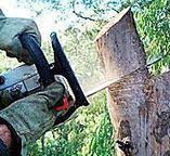 Best Tree Removal  in Sylvania, GA