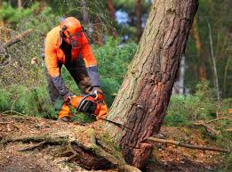 Best Leaf Removal  in Sylvania, GA