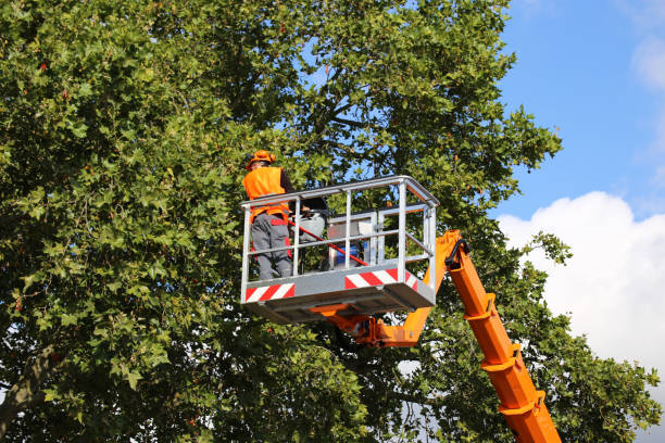 Best Storm Damage Tree Cleanup  in Sylvania, GA