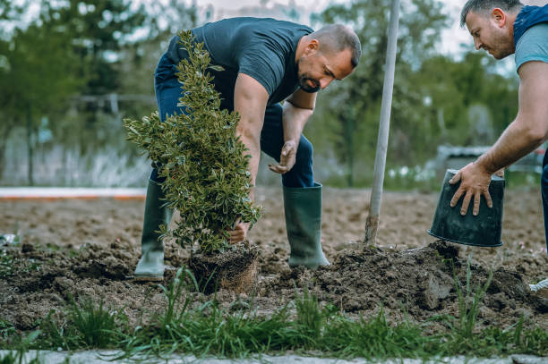 Best Tree Health Inspection  in Sylvania, GA