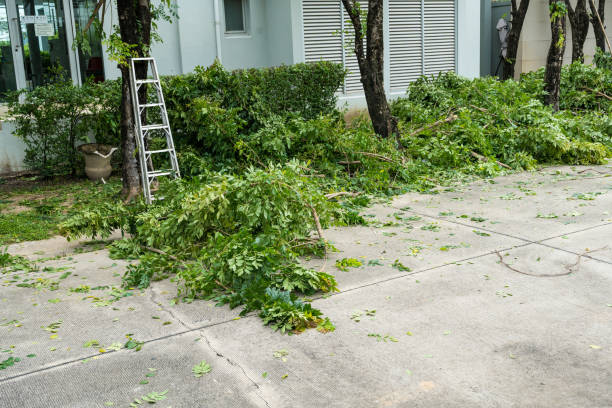 Best Tree Disease Treatment  in Sylvania, GA