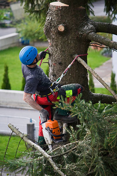 Professional Tree Services in Sylvania, GA