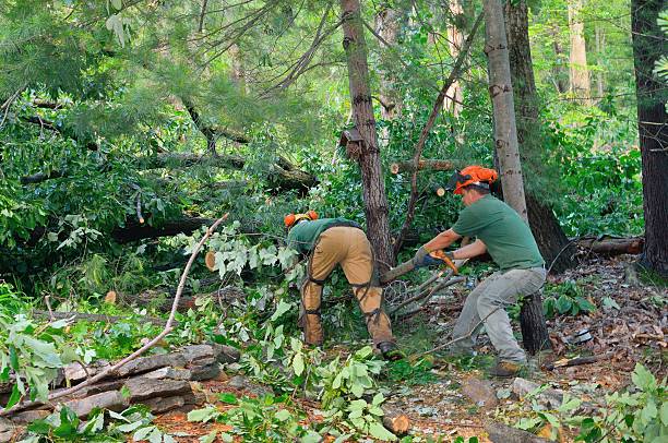 Best Fruit Tree Pruning  in Sylvania, GA
