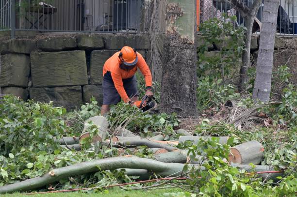 Best Stump Grinding and Removal  in Sylvania, GA