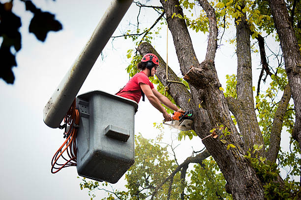 Best Tree Risk Assessment  in Sylvania, GA