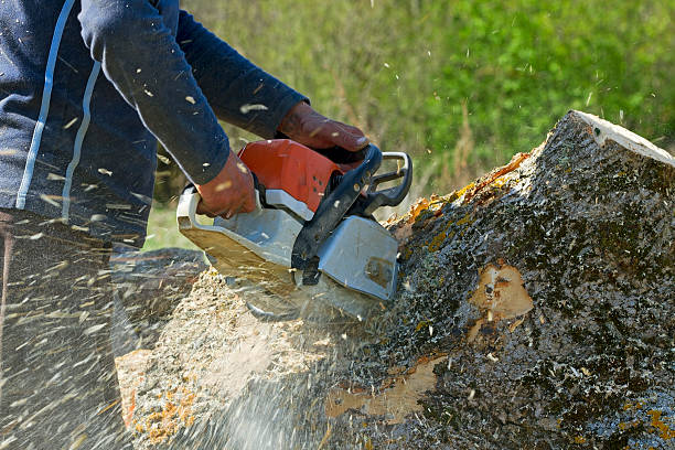 Best Seasonal Cleanup (Spring/Fall)  in Sylvania, GA