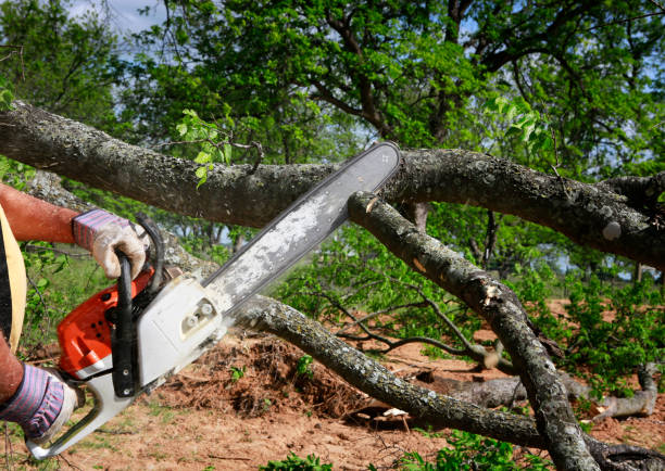 Best Lawn Drainage Solutions  in Sylvania, GA