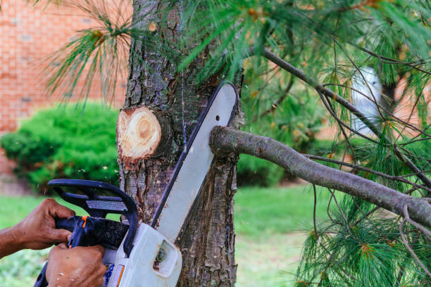 How Our Tree Care Process Works  in  Sylvania, GA